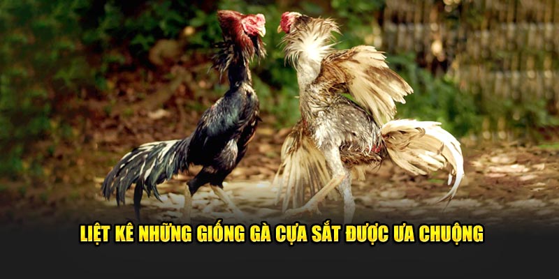 Liệt kê những giống gà cựa sắt được ưa chuộng